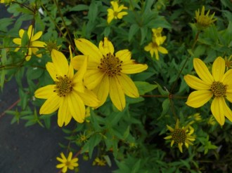 Coreopsis major (Mädchenauge)