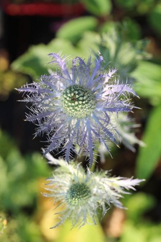Eryngium alpinum 'Blue Star' © (Alpen-Mannstreu)