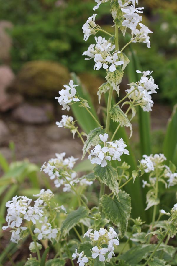 Lunaria annua var. albiflora 'Variegata' (Panaschierter Silbertaler)