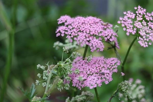 Pimpinella major 'Rosea' (Rosablühende Bibernelle)