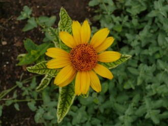 Heliopsis helianthoides scabra 'Loraine Sunshine' (Panaschiertes Sonnenauge)