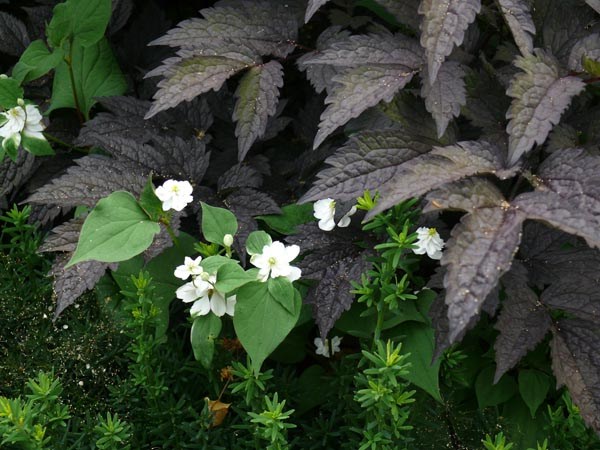Houttuynia cordata 'Plena' (Gefüllter Eidechsenschwanz)