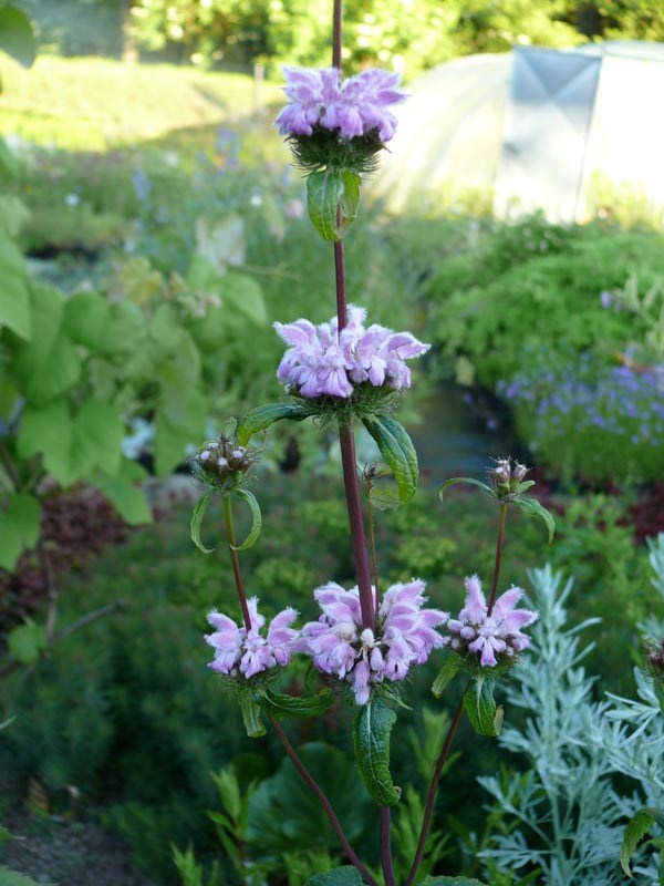 Phlomis tuberosa 'Amazone' (Rosaviolettes Knollen-Brandkraut)