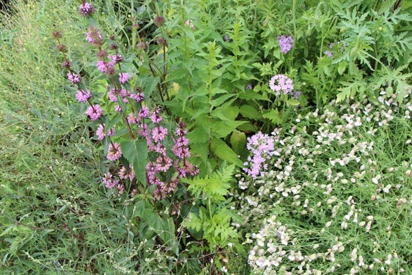 Phlomis tuberosa 'Amazone' (Rosaviolettes Knollen-Brandkraut)