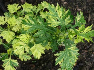 Artemisia vulgaris 'Janlim' (Gelb-gefleckter Beifuß)