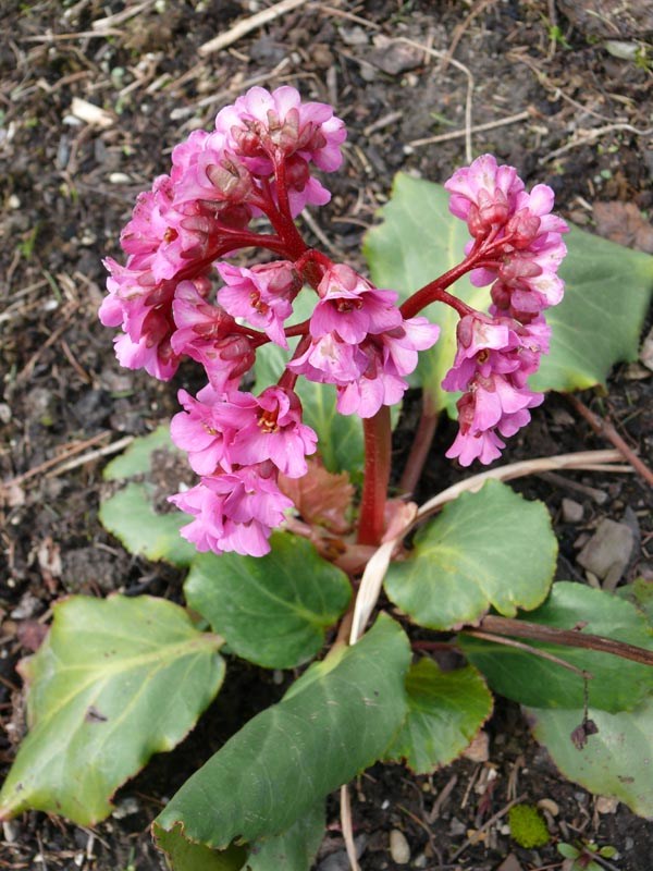 Bergenia x 'Morgenröte' (Rosablühende Bergenie)