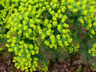 Euphorbia cyparissias 'Fens Ruby' (Purpur-Zypressen-Wolfsmilch)