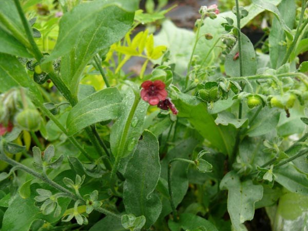 Cynoglossum officinale (Hundszunge)