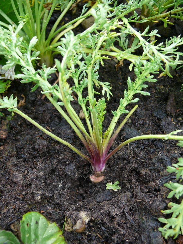 Lepidium peruvianum (Maca)