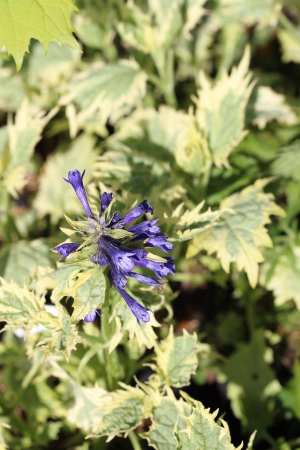 Ajuga incisa 'Frosted Jade' (Aufrechter Günsel)