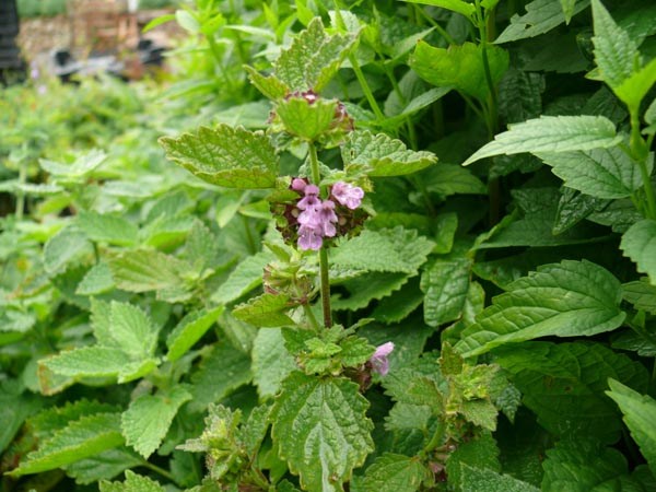 Ballota nigra (Schwarznessel)