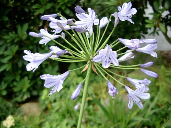 Agapanthus praecox 'Headbourne Blue' (Schmucklilie)