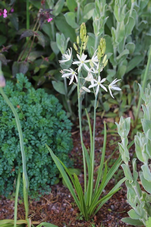 Anthericum liliago (Ährige Graslilie)