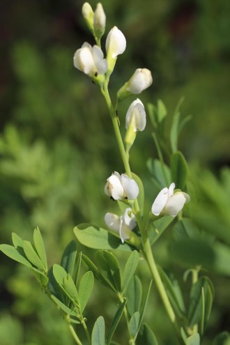 Baptisia australis 'Alba' (Weiße Färberhülse)
