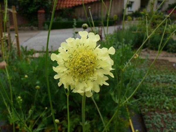 Cephalaria gigantea (Kaukasus-Schuppenkopf)