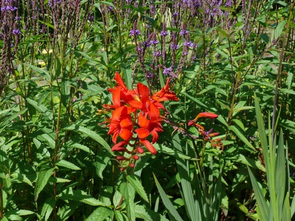 Crocosmia masoniorum (Montbretie)