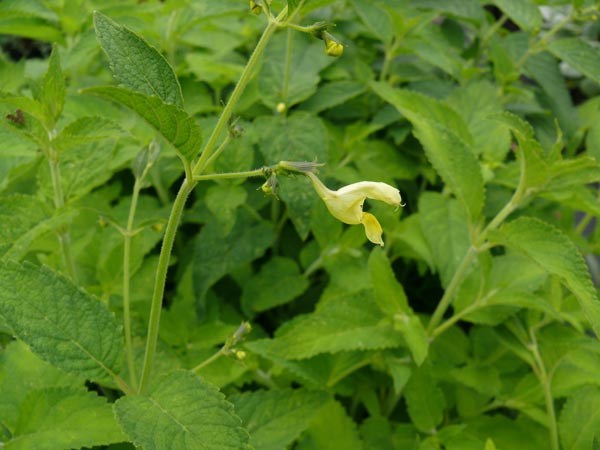 Nepeta govaniana (Duft-Katzenminze)