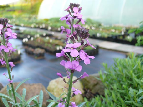 Erysimum cheiri 'Bowles Mauve' (Goldlack)