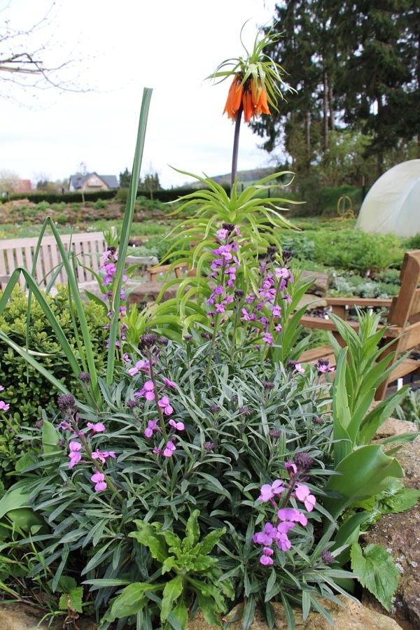 Erysimum cheiri 'Bowles Mauve' (Goldlack)