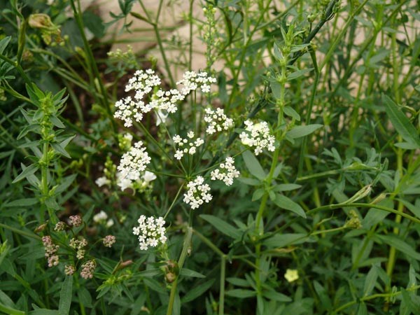 Pimpinella saxifraga (Bibernelle)
