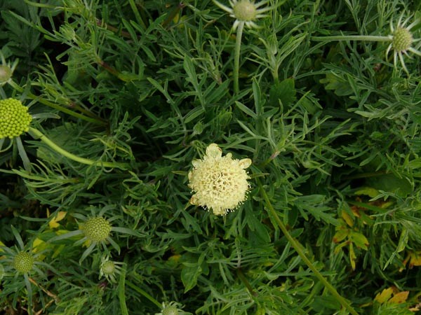Scabiosa ochroleuca 'Moon Dance' (Hellgelbes Krätzkraut)