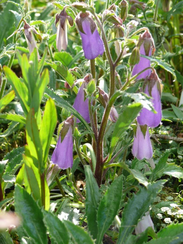 Symphyandra wanneri (Steinglocke)