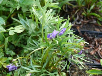 Viola pedatifida (Prärieveilchen)