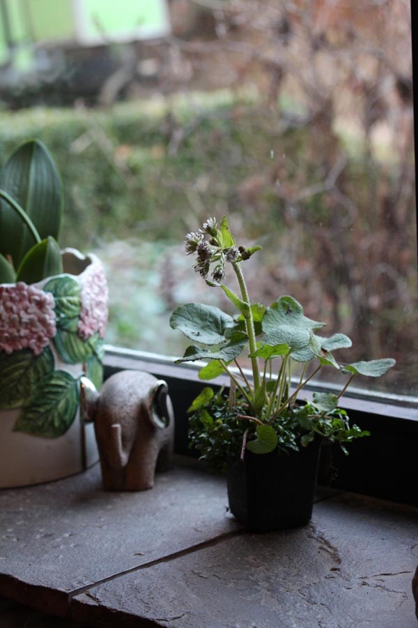 Petasites fragrans (Winter-Heliotrop)