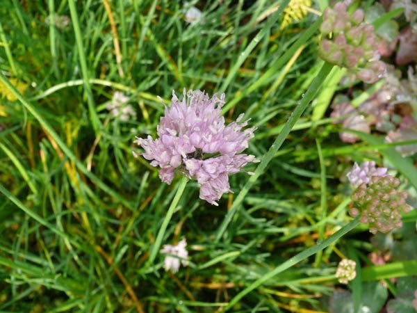 Allium senescens (Berg-Lauch)