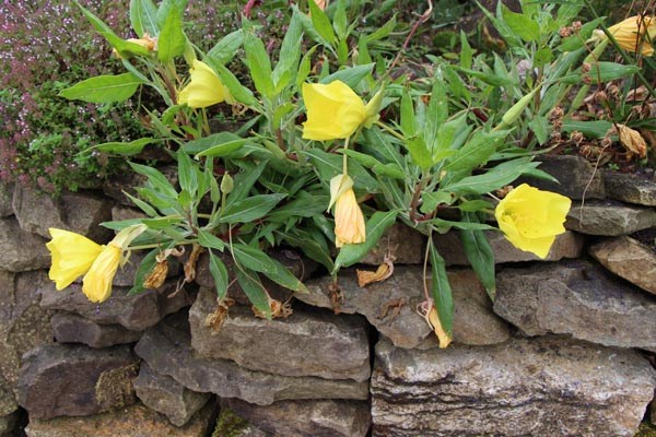 Oenothera macrocarpa (missouriensis) (Missouri-Nachtkerze)