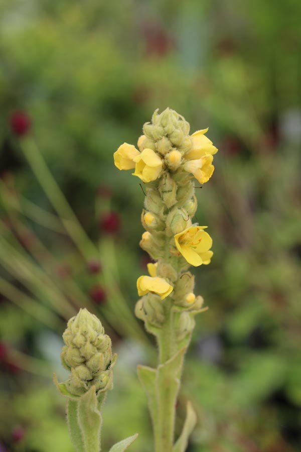 Verbascum olympicum (Kandelaber-Königskerze)