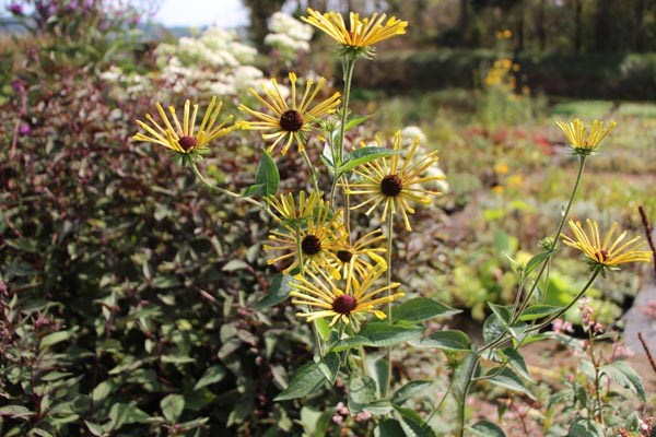 Rudbeckia subtomentosa 'Henry Eilers' (Schwachfilziger Garten-Sonnenhut)