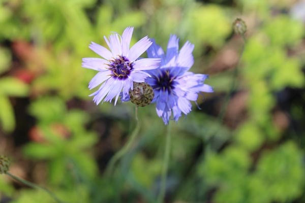 Catananche caerulea (Rasselblume)
