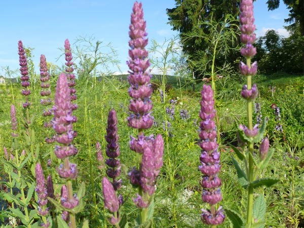 Nepeta tuberosa (Spanische Katzenminze)