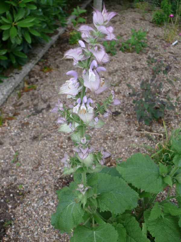 Salvia sclarea (Muskatellersalbei)
