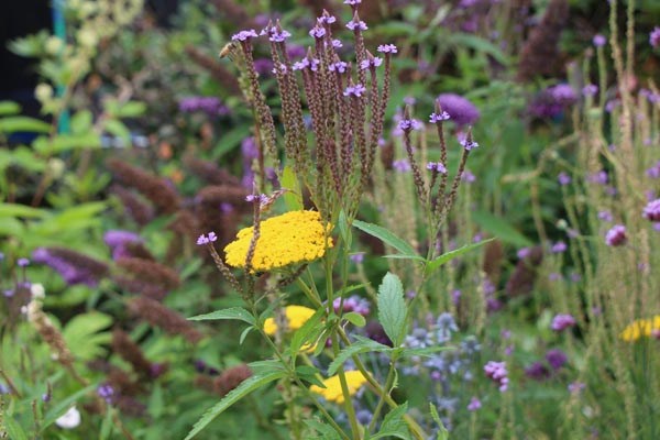 Verbena hastata 'Blue Spires' (Blaue Lanzenblättrige Verbene)
