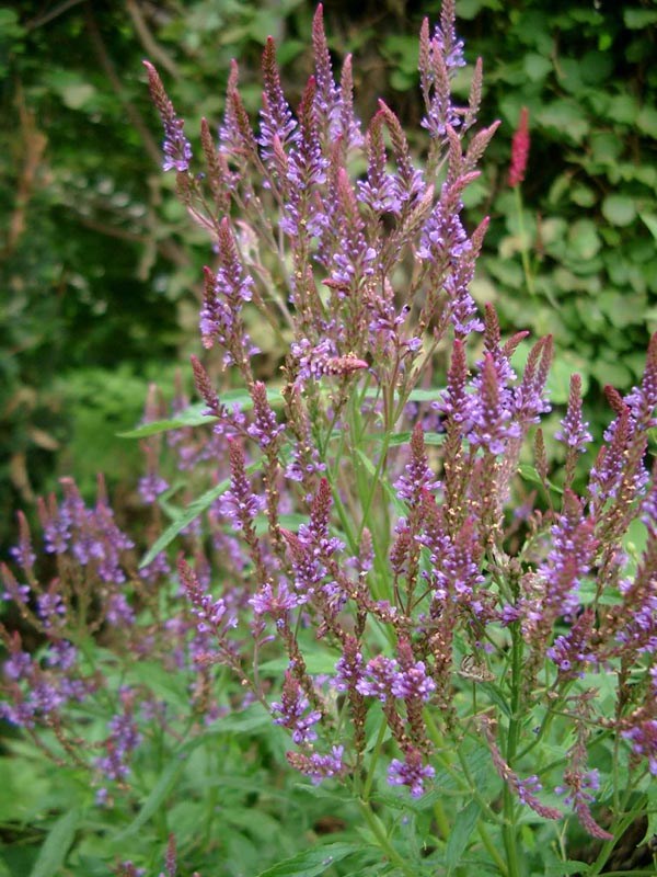 Verbena hastata 'Blue Spires' (Blaue Lanzenblättrige Verbene)