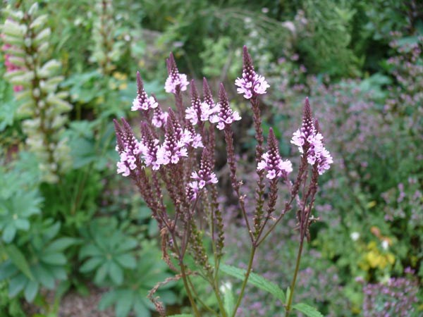 Verbena hastata 'Pink Spires' (Rosa Lanzenblättrige Verbene)