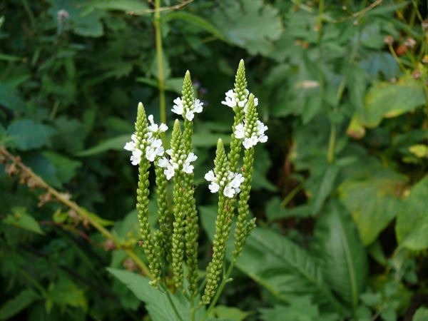 Verbena hastata 'White Spires' (Weiße Lanzenblättrige Verbene)