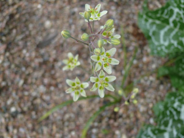Zigadenus elegans (Jochlilie)