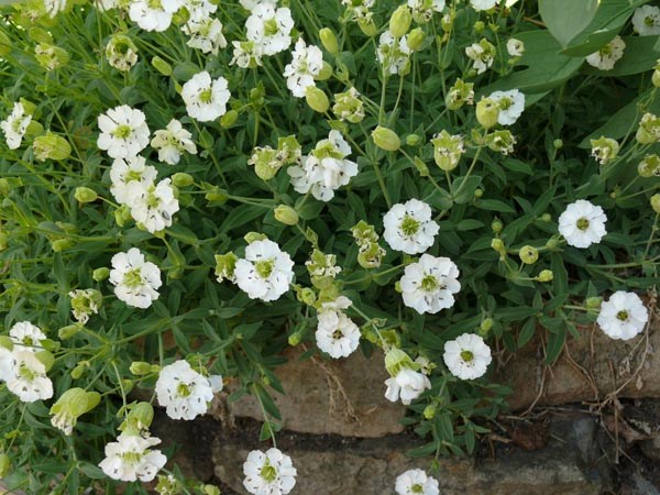 Silene uniflora (Klippen-Leimkraut)