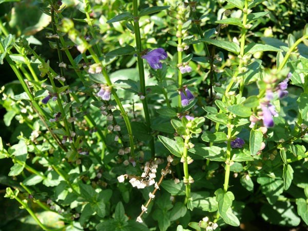 Scutellaria barbata (Bärtiges Helmkraut (Ban Zhi Lian))