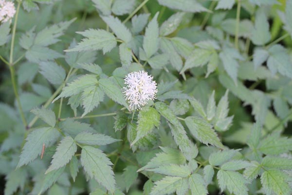 Actaea pachypoda 'Silver Leaf' (Christophskraut)