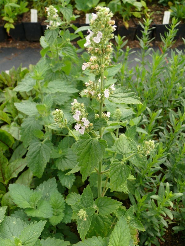 Nepeta cataria (Echte Katzenminze)