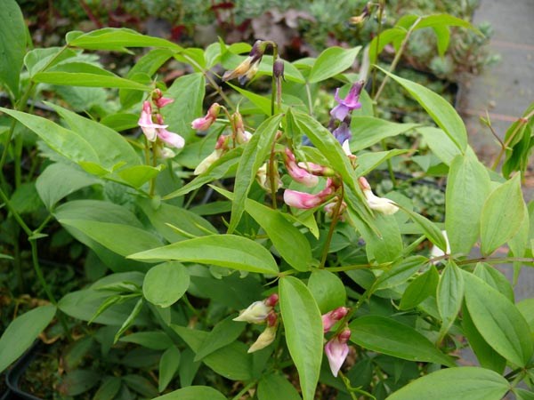 Lathyrus vernus 'Regenbogen' (Frühlingsblatterbse)