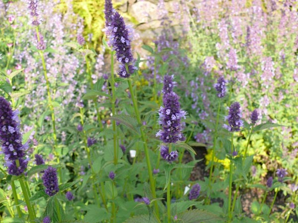 Agastache rugosa 'Black Adder ®' (Dunkelblaue Nesselminze)