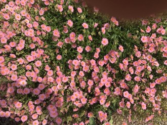 Helianthemum x cultorum 'Lawrensons Pink' (Rosa Sonnenröschen)