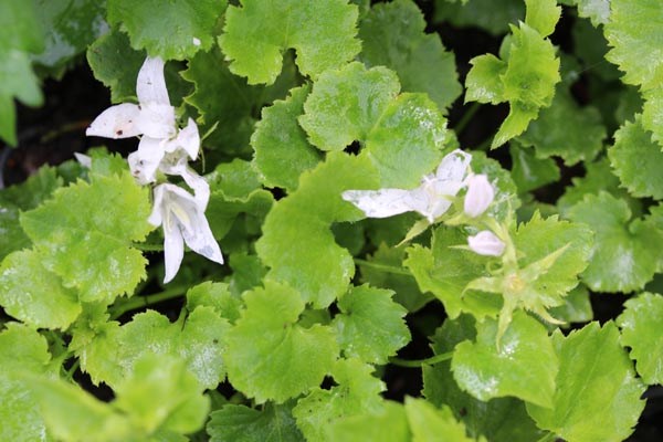 Campanula poscharskyana' Weißranke' (Weiße Polster-Glockenblume)