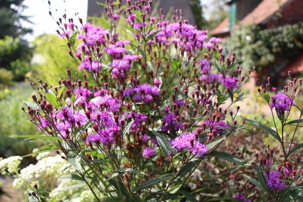 Vernonia crinita 'Mammuth'  (Arkansas-Scheinaster)