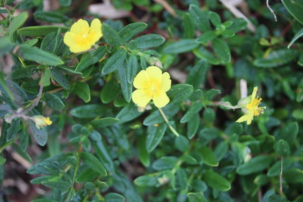 Helianthemum nummularium (Gewöhnliches Sonnenröschen)